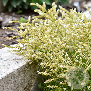 Aruncus 'Fairy Hair' GM P9