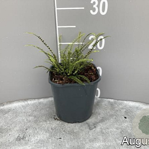 Asplenium trichomanes GM 2,0L