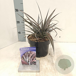 Astelia Red Shadow 20-25 cm 2,0L