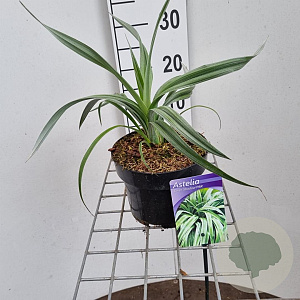Astelia 'Silver Shadow' 20-25 cm 2,0L