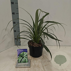 Astelia 'Silver Shadow' 20-25 cm 2,0L