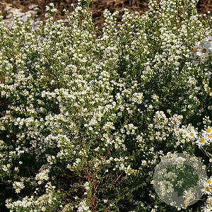 Aster ericoides 'Schneetanne' GM P9