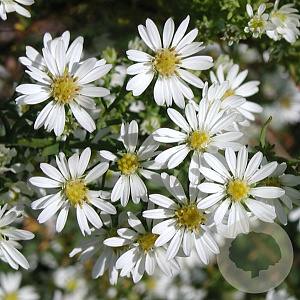 Aster ericoides 'Schneetanne' GM P9