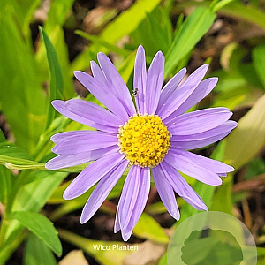 Aster koraiensis GM P9