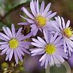 Aster laevis 'Novemberblau' GM P9
