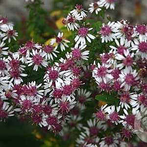 Aster l. 'Prince' GM P9