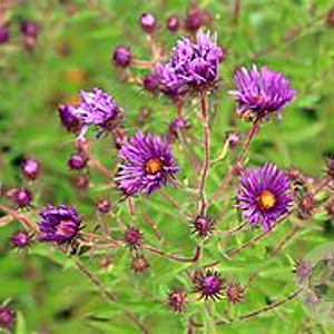 Aster n.-a. 'Nachtauge' GM P9