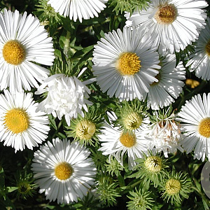 Aster n.-a. 'Herbstschnee' GM P9