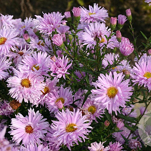 Aster n.-b. 'Fellowship' GM P9