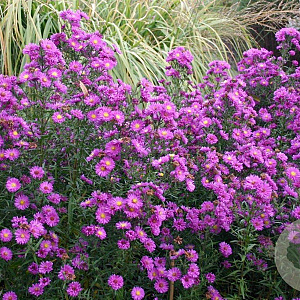 Aster n.-b. 'Karminkuppel' GM P9