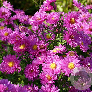 Aster n.-b. 'Karminkuppel' GM P9
