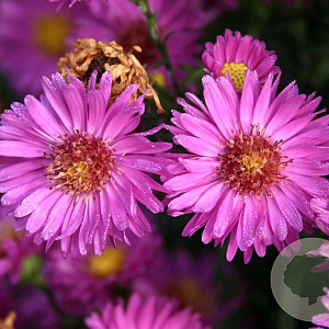Aster n.-b. 'Karminkuppel' GM P9