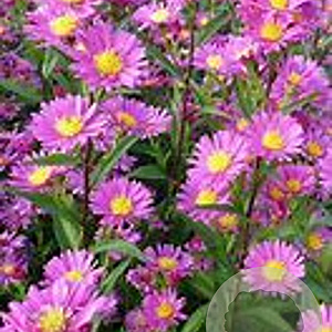 Aster n.-b. 'Lisette' GM P9