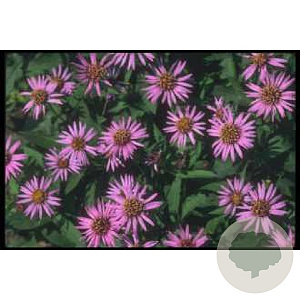 Aster n.-b. 'Marie Ballard' GM P9