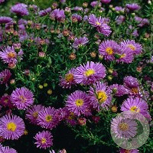 Aster n.-b. 'Marie Ballard' GM P9