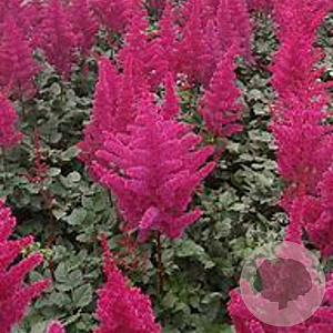 Astilbe 'Vision Vulcano' GM P9