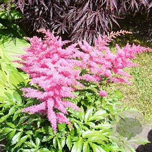 Astilbe Younique Pink GM P9