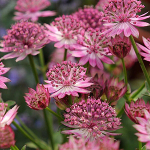 Astrantia maj. 'Roma' GM P9