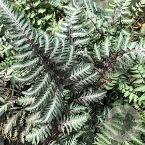 Athyrium niponicum 'Pewter Lace' GM P9