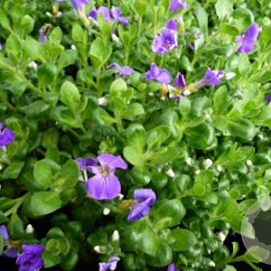 Aubrieta gr. 'Kitte' GM P9