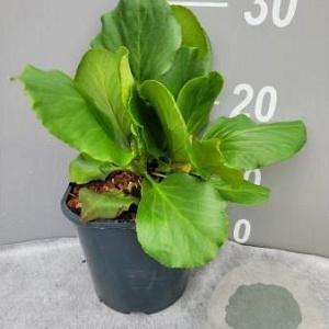 Bergenia cordifolia GM 2,0L