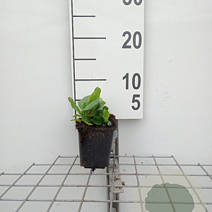 Bergenia cordifolia GM P9