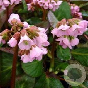Bergenia 'Rosi Klose' GM P9