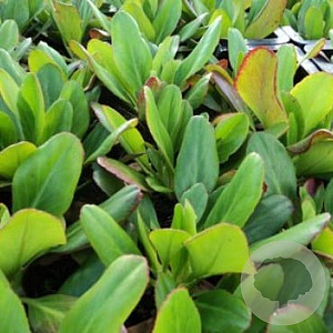 Bergenia 'Vinterglöd' GM P9