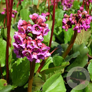 Bergenia 'Vinterglöd' GM P9