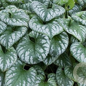 Brunnera macr. 'Emerald Mist' GM P9
