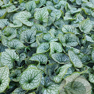 Brunnera macr. 'Jack Frost' GM 2,0L