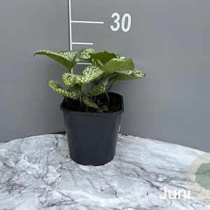 Brunnera macr. 'Jack Frost' GM 2,0L