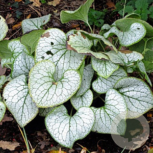 Brunnera macr. 'Silver Heart' GM P9