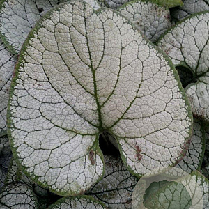 Brunnera macr. 'Silver Heart' GM P9