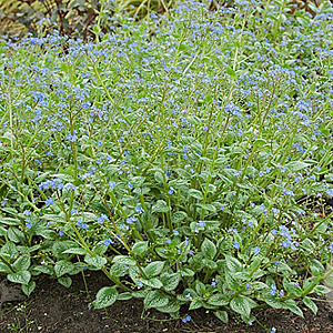 Brunnera macr. 'Silver Heart' GM P9