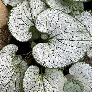 Brunnera macr. 'Silver Spear' GM P9
