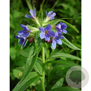 Buglossoides purpurocaerulea GM P9