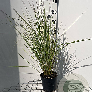 Calamagrostis acut. 'Overdam' GM 2,0L