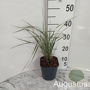 Calamagrostis acut. 'Overdam' GM 2,0L