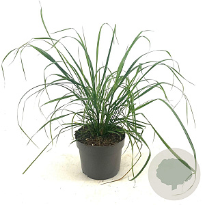 Calamagrostis brachytricha GM 2,0L