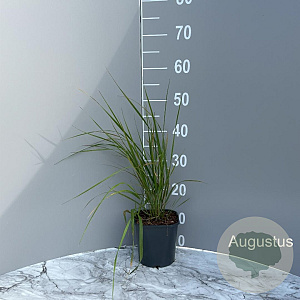 Calamagrostis brachytricha GM 2,0L
