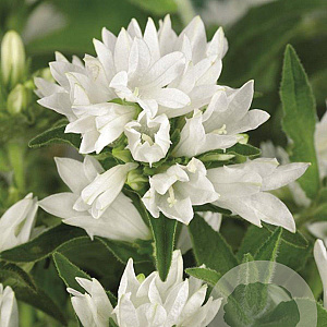 Campanula glom. 'Alba' GM P9