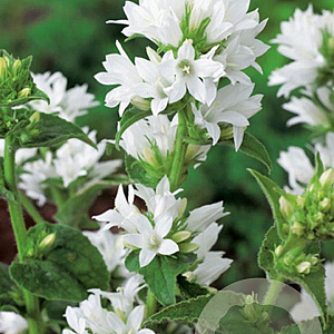 Campanula glom. 'Alba' GM P9