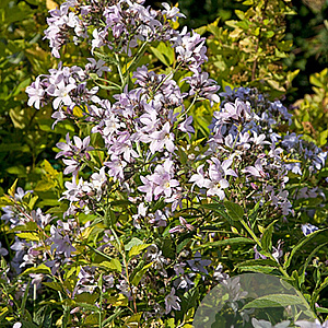Campanula lact. 'Loddon Anna' GM P9