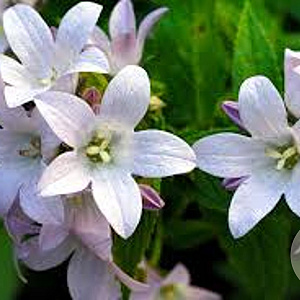 Campanula lact. 'Loddon Anna' GM P9