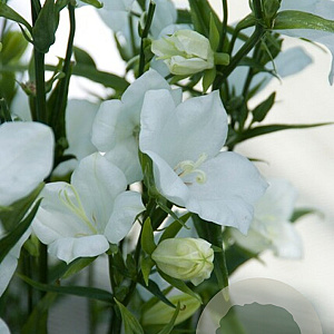 Campanula pers. 'Alba' GM P9