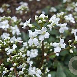 Cardamine trifolia GM P9