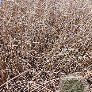 Carex buchananii GM 2,0L