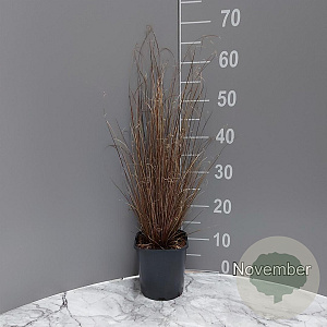 Carex buchananii GM 2,0L