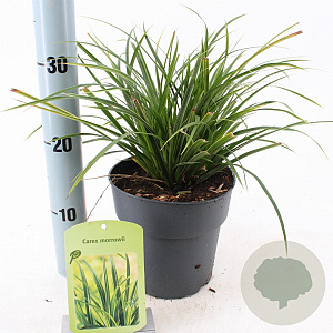 Carex morrowii 20-25 cm 2,0L